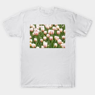 Tulips in spring time T-Shirt